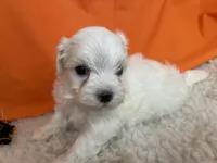 5919, a male Maltese for sale in Exeter, MO – 2 of 6