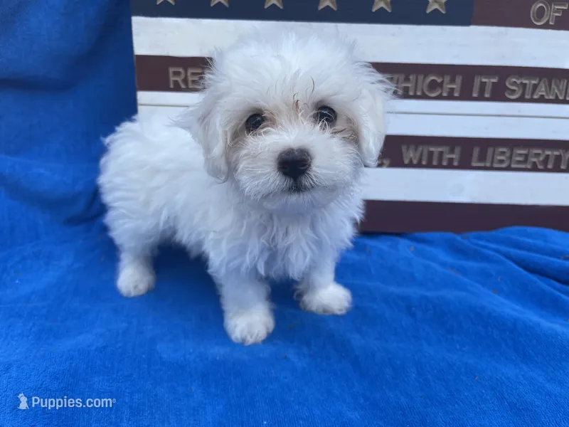 Dallion – Maltese puppy for sale in Exeter, MO