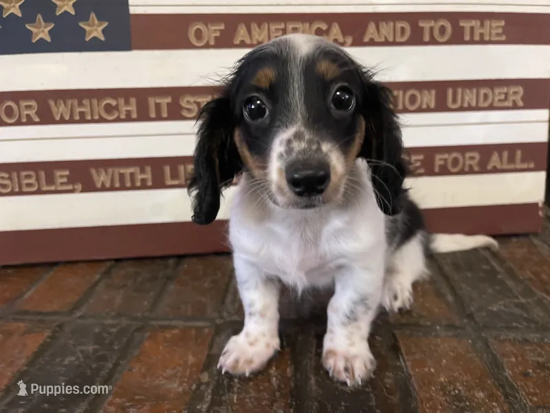 Macy  – Dachshund, Miniature Dachshund puppy for sale in Exeter, MO