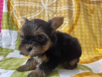Cam, a male Yorkshire Terrier for sale in Exeter, MO – 6 of 6