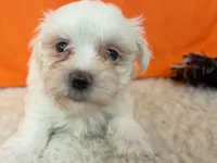 5916, a female Maltese for sale in Exeter, MO – 1 of 5