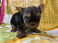 Cam, a male Yorkshire Terrier for sale in Exeter, MO – 5 of 6