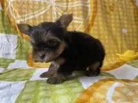 Cam, a male Yorkshire Terrier for sale in Exeter, MO – 4 of 6