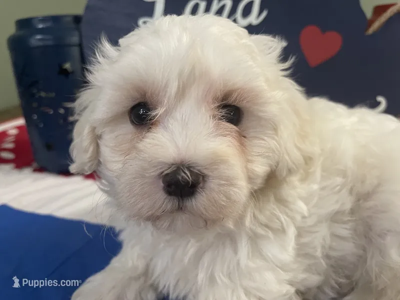 Ben – Maltese puppy for sale in Exeter, MO