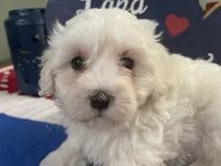 Ben, a male Maltese for sale in Exeter, MO – 1 of 4