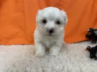 5911, a male Maltese for sale in Exeter, MO – 8 of 8