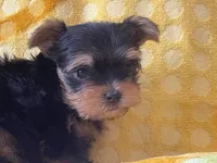 Coop, a male Yorkshire Terrier for sale in Exeter, MO – 5 of 6