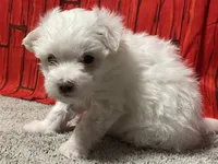 Cooper, a male Maltese for sale in Exeter, MO – 3 of 6