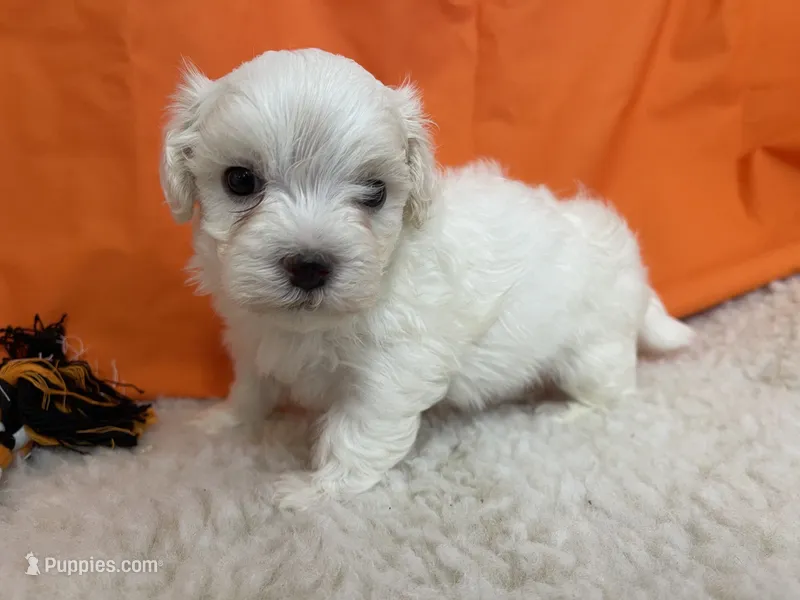 5919 – Maltese puppy for sale in Exeter, MO