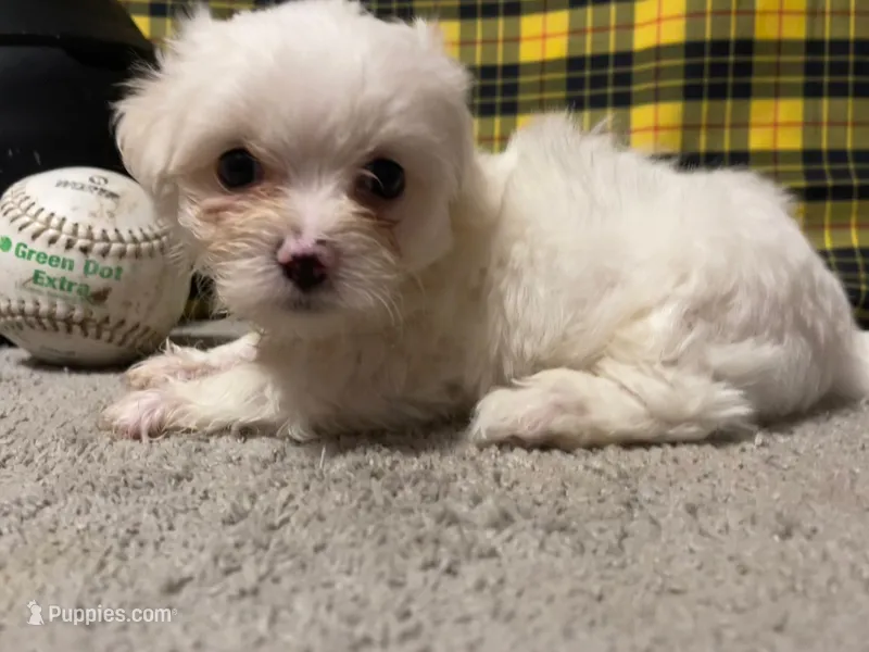 Diego – Maltese puppy for sale in Exeter, MO