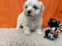 5911, a male Maltese for sale in Exeter, MO – 6 of 8
