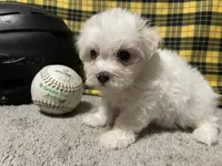 Dallas, a male Maltese for sale in Exeter, MO – 3 of 3