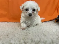 5909, a female Maltese for sale in Exeter, MO – 3 of 5