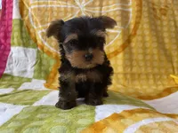 Coop, a male Yorkshire Terrier for sale in Exeter, MO – 2 of 6