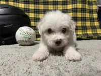 Dallion, a male Maltese for sale in Exeter, MO – 2 of 5