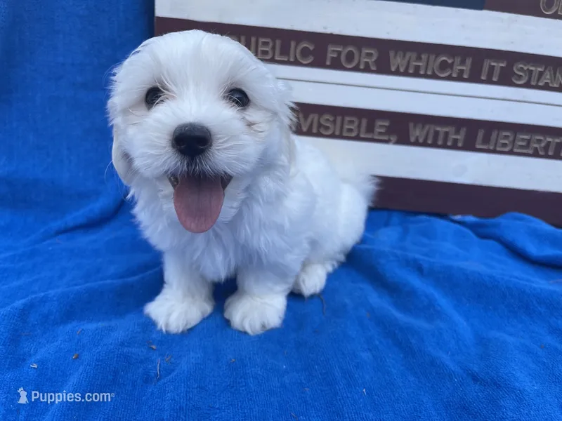Evelyn – Maltese puppy for sale in Exeter, MO