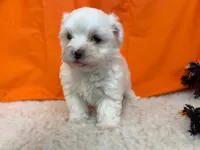 5911, a male Maltese for sale in Exeter, MO – 7 of 8