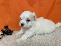 5919, a male Maltese for sale in Exeter, MO – 6 of 6