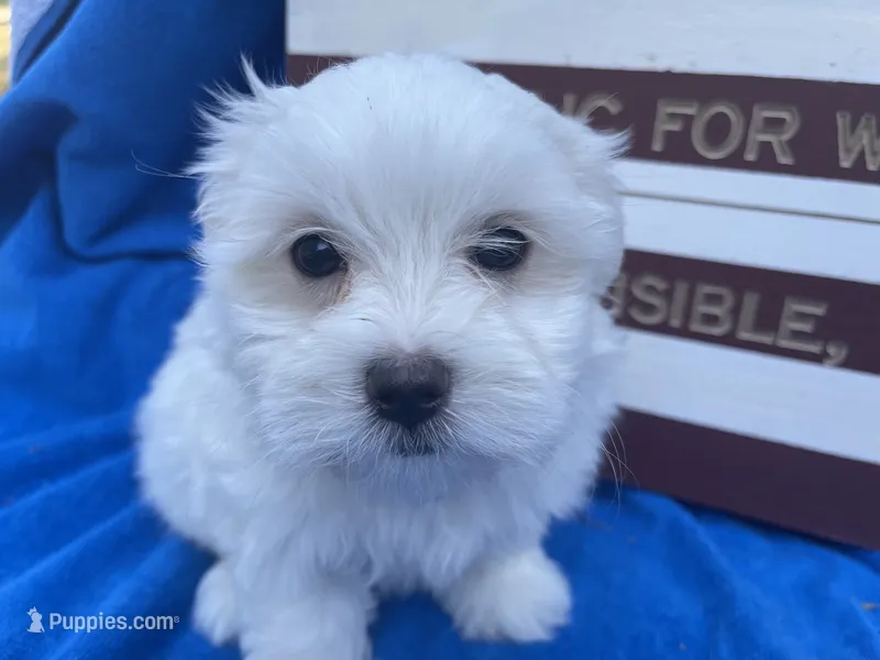 Cameron – Maltese puppy for sale in Exeter, MO