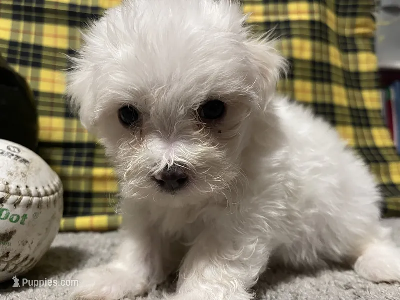 Dallas – Maltese puppy for sale in Exeter, MO