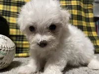 Dallas, a male Maltese for sale in Exeter, MO – 1 of 3