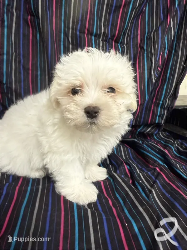5918 – Maltese puppy for sale in Exeter, MO
