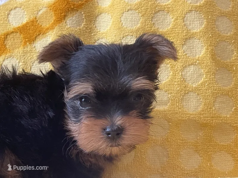 Coop – Yorkshire Terrier puppy for sale in Exeter, MO