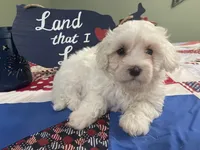Ben, a male Maltese for sale in Exeter, MO – 3 of 4