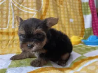 Cam, a male Yorkshire Terrier for sale in Exeter, MO – 3 of 6