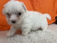 5917, a female Maltese for sale in Exeter, MO – 4 of 6