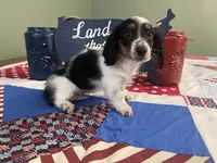 Macy , a female Miniature Dachshund for sale in Exeter, MO – 4 of 4