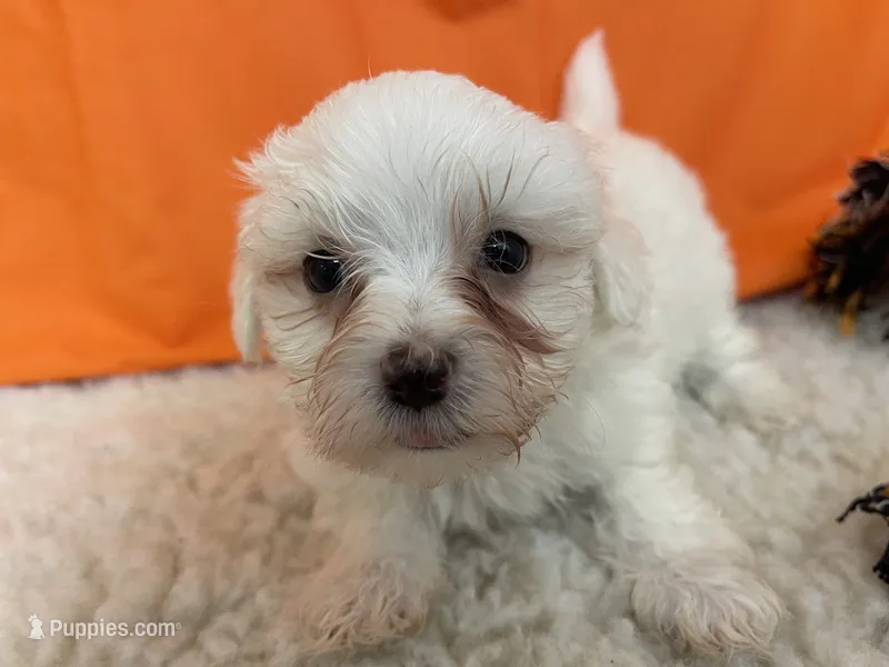 5915 – Maltese puppy for sale in Exeter, MO
