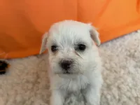 5913, a female Maltese for sale in Exeter, MO – 4 of 5