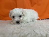 5908, a female Maltese for sale in Exeter, MO – 3 of 6
