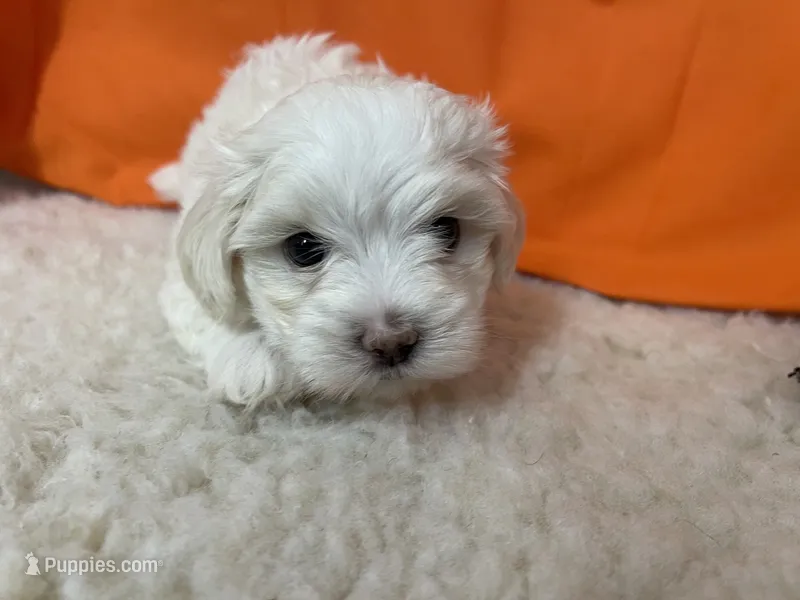 5905 – Maltese puppy for sale in Exeter, MO