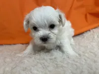 5920, a male Maltese for sale in Exeter, MO – 2 of 4
