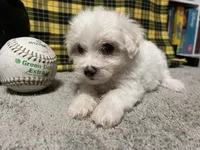 Dallion, a male Maltese for sale in Exeter, MO – 5 of 5