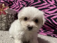 Diana, a female Maltese for sale in Exeter, MO – 1 of 2