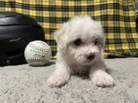 Dallion, a male Maltese for sale in Exeter, MO – 3 of 5