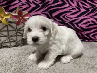 Evelyn, a female Maltese for sale in Exeter, MO – 4 of 5
