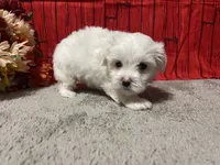 Cameron, a male Maltese for sale in Exeter, MO – 4 of 5