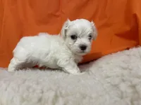 5919, a male Maltese for sale in Exeter, MO – 5 of 6