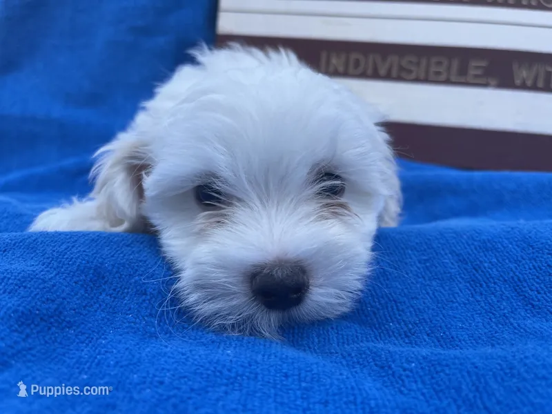 Edwin – Maltese puppy for sale in Exeter, MO