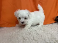 5911, a male Maltese for sale in Exeter, MO – 5 of 8