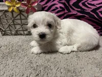 Evelyn, a female Maltese for sale in Exeter, MO – 5 of 5
