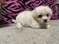 Delaney, a female Maltese for sale in Exeter, MO – 2 of 4