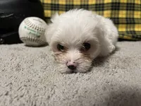 Diego, a male Maltese for sale in Exeter, MO – 2 of 7