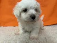 5907, a female Maltese for sale in Exeter, MO – 4 of 4