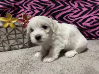 Evelyn, a female Maltese for sale in Exeter, MO – 2 of 5