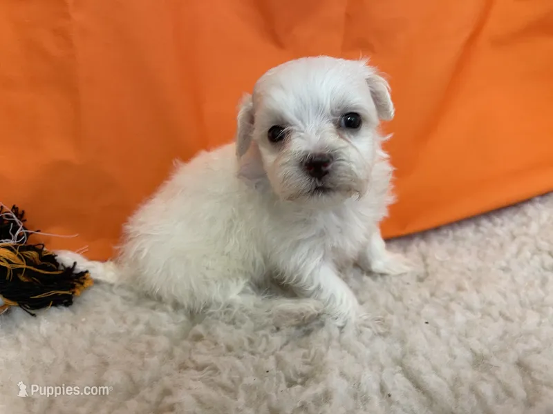 5913 – Maltese puppy for sale in Exeter, MO